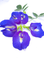 Telang flower in English is called Butterfly pea, because of its shape that resembles a butterfly and has the Latin name Clitoria ternatea.