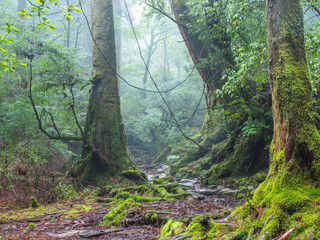 梅雨時の苔むす森_05