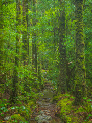 梅雨時の苔むす森_07
