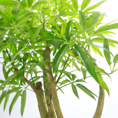 観葉植物、シェフレラ・アンガスティフォリアの葉【白背景】