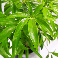 観葉植物、シェフレラ・アンガスティフォリアの葉【白背景】