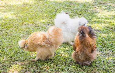 Fancy Silkie chicken in farm, Silkie. Chicks, chickens silk chinese, outdoor on a green lawn, silky