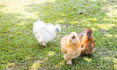 Fancy Silkie chicken in farm, Silkie. Chicks, chickens silk chinese, outdoor on a green lawn, silky