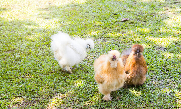 Fancy Silkie chicken in farm, Silkie. Chicks, chickens silk chinese, outdoor on a green lawn, silky