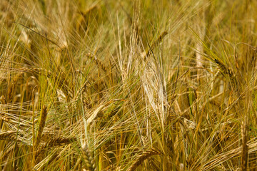 Fototapeta premium Kornfeld im Elsass