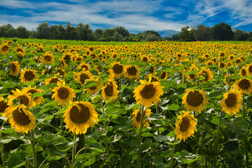 Naklejka premium Sonnenblumenfeld im Elsass