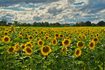 Naklejka premium Sonnenblumenfeld im Elsass