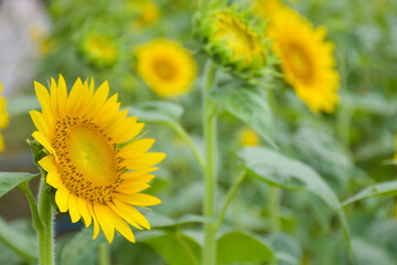 Yellow sunflower fields in full bloom in a tourist attraction in southern Thailand.