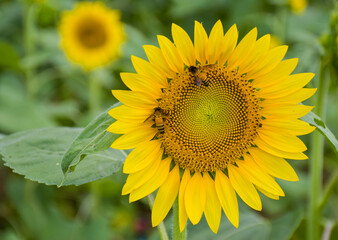 Yellow sunflowers in full bloom and bees swarm the petals in a tourist destination in southern Thailand.