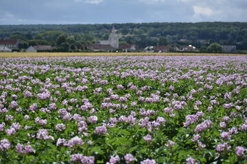 Champ de Pommes de terre &agrave; Polincove