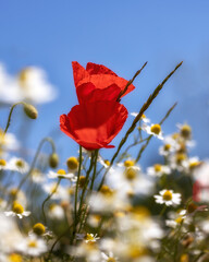 Wild Poppies (Papaver rhoeas) growing among wild ox-eye daisy flowers in a field