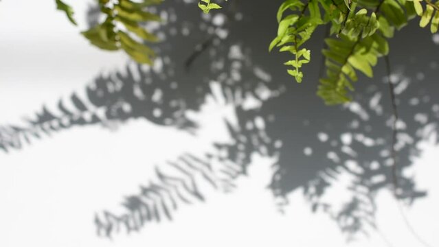 Branches, fronds, nature, white wall background with shadows, sunlight, wind blowing, free space for video messages.
