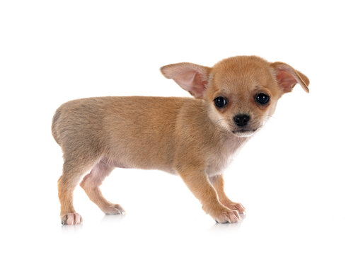 chihuahua in studio
