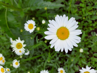 Fototapeta premium Chamomile, daisy white flower in the garden for poster, calendar, postcard.