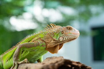 lizard, animal, green lizard with blur background