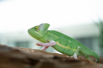 lizard, chameleon with blur background