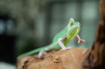 lizard, chameleon with blur background