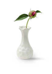 peony bunch isolated on white background