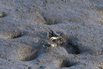 スナガニ科のシオマネキ