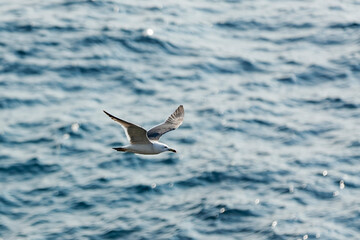 Fototapeta na wymiar Fumishima - Black-tailed gull breeding ground - Leave the island around July after the chicks grow