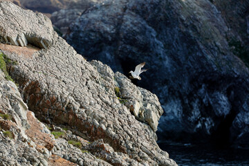 Fumishima - Black-tailed gull breeding ground - Leave the island around July after the chicks grow