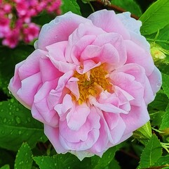 pink peony flower