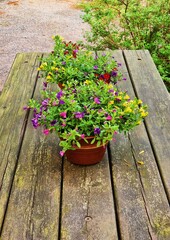 flowers in a garden