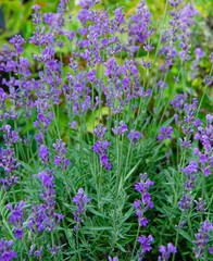 Provence. panorama of lavender fields in the morning, summer, spring lavender. floral background.