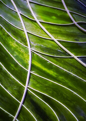 abstract green background with structure