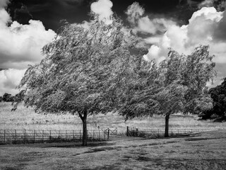 Two trees in the breeze (monochrome)