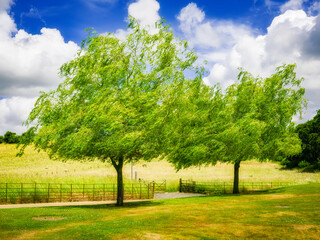 Two trees in the breeze