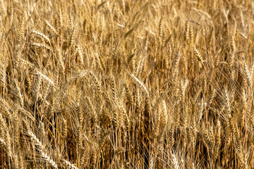 Golden wheat fields against the blue sky. Selective soft focus. Space for copy text.
