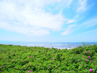 Fototapeta na wymiar 北海道の絶景 石狩はまなすの丘公園 浜辺に咲くはまなすの花畑