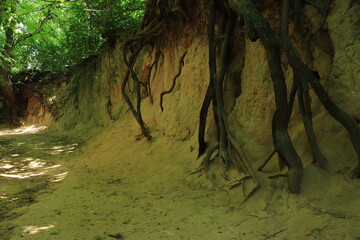 Wąwóz Korzeniowy Dół w Kazimierzu Dolnym © Marcin