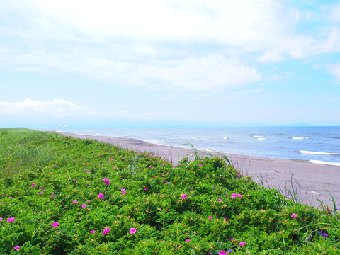 北海道の絶景 海辺に咲くはまなすの花畑