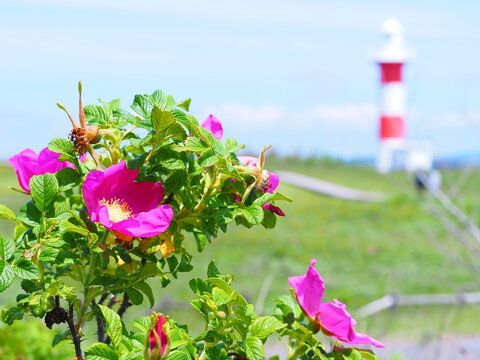 北海道の絶景 石狩はまなすの丘公園 はまなすと灯台