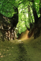 Wąwóz Korzeniowy Dół w Kazimierzu Dolnym © Marcin