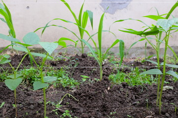 Corn and legume cowpea plants intercropping on a vegetable garden.