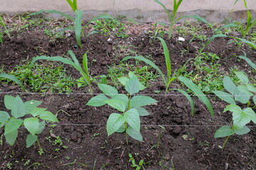 Corn and legume cowpea plants intercropping on a vegetable garden.