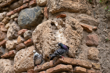 Indian Pigeon