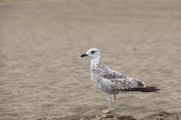 Seagull bird