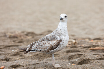 Seagull bird