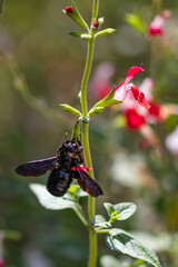 bee on flower