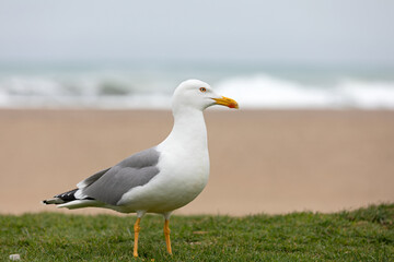 Fototapeta na wymiar Seagull bird