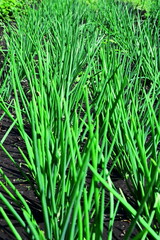 Fototapeta na wymiar rows of growing green onions on garden bed. Selective focus, vertical frame