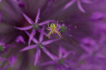 A charming green spider weaved a web in a flower of a decorative bow