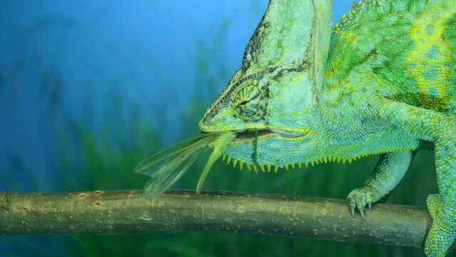 Close-up, elderly bright green chameleon is hunting on Grasshopper. Veiled chameleon (Chamaeleo calyptratus) and Great green bush-cricket (Tettigonia)  
