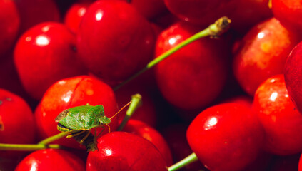 green beetle on a ripe cherry