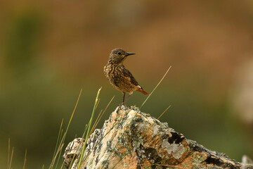 hembra del roquero rojo en primavera en gredos