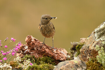 hembra del roquero rojo en primavera en gredos